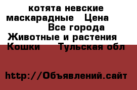 котята невские маскарадные › Цена ­ 18 000 - Все города Животные и растения » Кошки   . Тульская обл.